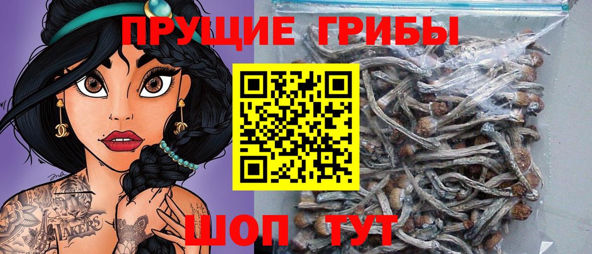 Псилоцибиновые грибы Cubensis Аксай